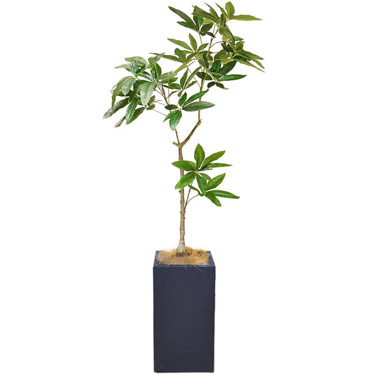 スリムパキラ 140cm 人工観葉植物　フェイクグリーン  観葉植物 造花 光触媒 鉢付 軽量セメント ファイバーセメント フェイク グリーン インテリア おしゃれ お祝い 消臭 FCS112A 送料無料