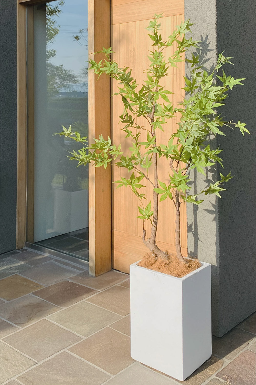 モミジ 紅葉 特大 180cm 人工観葉植物 フェイクグリーン  観葉植物 造花 光触媒 鉢付 軽量セメント ファイバーセメント　フェイク グリーン インテリア おしゃれ　お祝い 消臭 FS120 送料無料