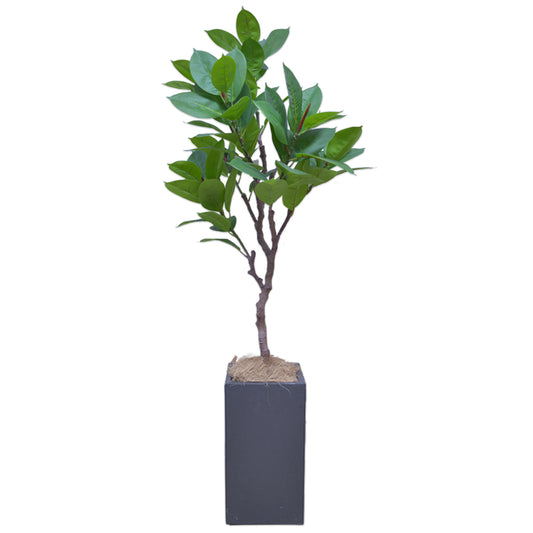ゴムの木 人工観葉植物 フェイクグリーン 造花 光触媒 鉢付 軽量セメント ファイバーセメント インテリア おしゃれ お祝い 消臭 XPS112 送料無料
