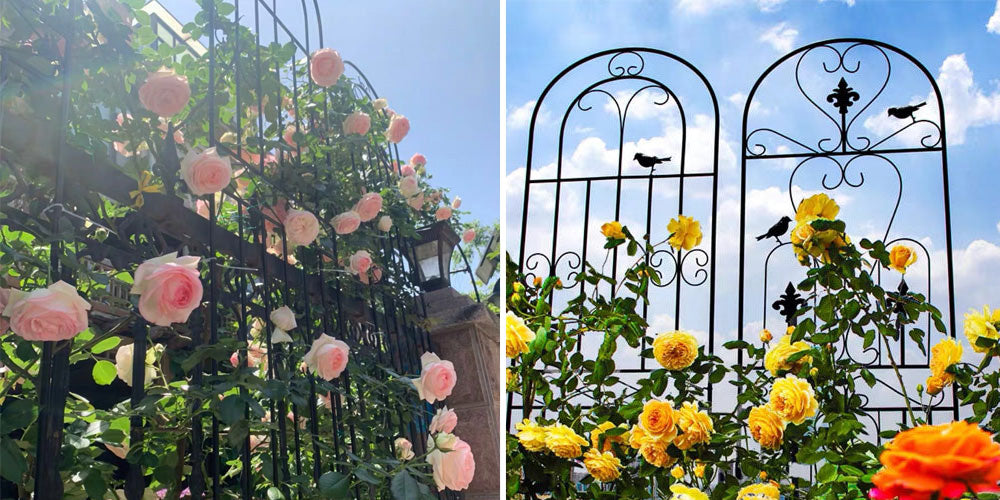 パーゴラ  ガーデンフェンス アイアン ローズフェンス ガーデニング用支柱 つる花錬鉄 園芸支柱 防錆 簡単組立式 2枚セット送料無料